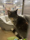 BeeBee: Visit at Lynchburg Petsmart