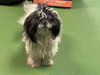 Moppet: available 1/31