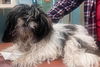 Moppet: available 1/31