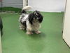 Moppet: available 1/31