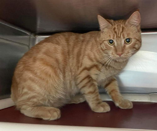 Albert Abner: Visit at petsmart Lynchburg