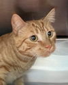 Albert Abner: Visit at petsmart Lynchburg