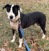 Amelia: at the shelter