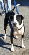 Amelia: at the shelter