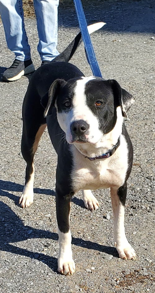 Amelia: at the shelter