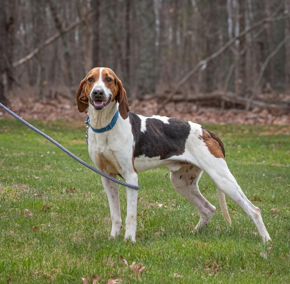 adoptable Dog in Rustburg, VA named Forrest: at the shelter-Sponsored Adoption Fee