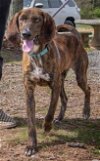adoptable Dog in rustburg, VA named Tracker: at the shelter