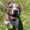 adoptable Dog in rustburg, VA named Showtime: at the shelter