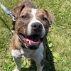 adoptable Dog in rustburg, VA named Showtime: at the shelter