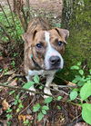 Showtime  - Not at the shelter