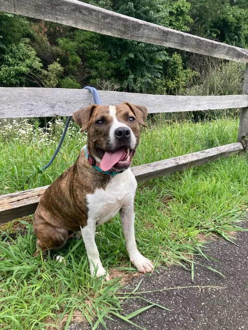 Showtime  - Not at the shelter