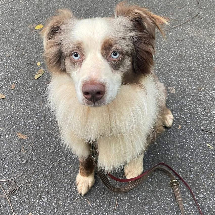 Bopit: Not at shelter (Joan)
