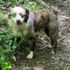 Bopit: Not at shelter (Joan)