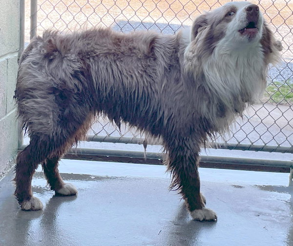 Bopit: Not at shelter (Joan)