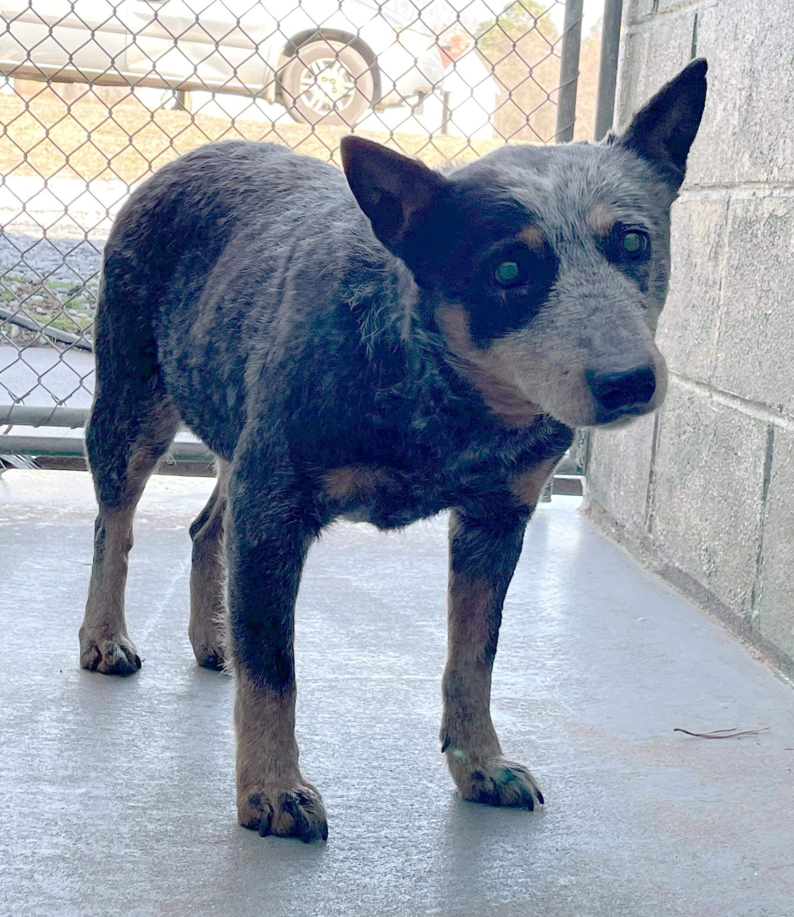 Dog for Adoption Sammy At the shelter, a Australian Cattle Dog/Blue