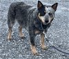 adoptable Dog in rustburg, VA named Sammy: Not At the shelter