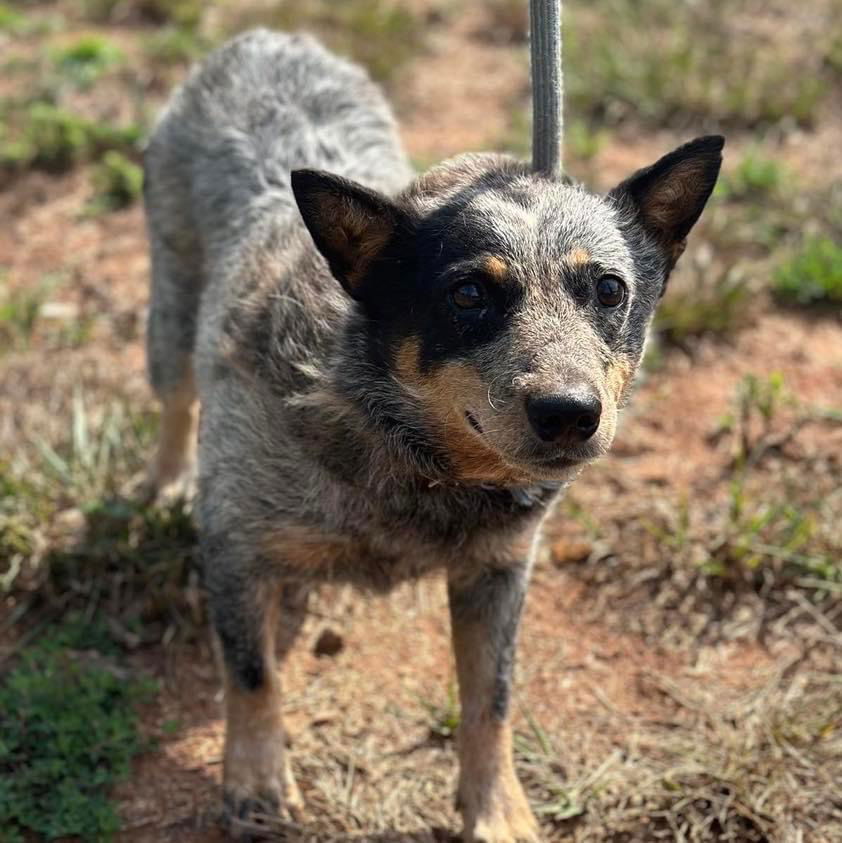 adoptable Dog in Rustburg, VA named Sammy: Not At the shelter (Stacey)