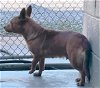 adoptable Dog in rustburg, VA named Kiwi: Not At the shelter