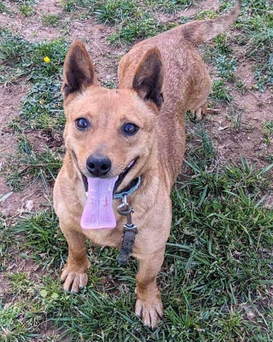 adoptable Dog in Rustburg, VA named Kiwi: Not At the shelter (Tiffany)