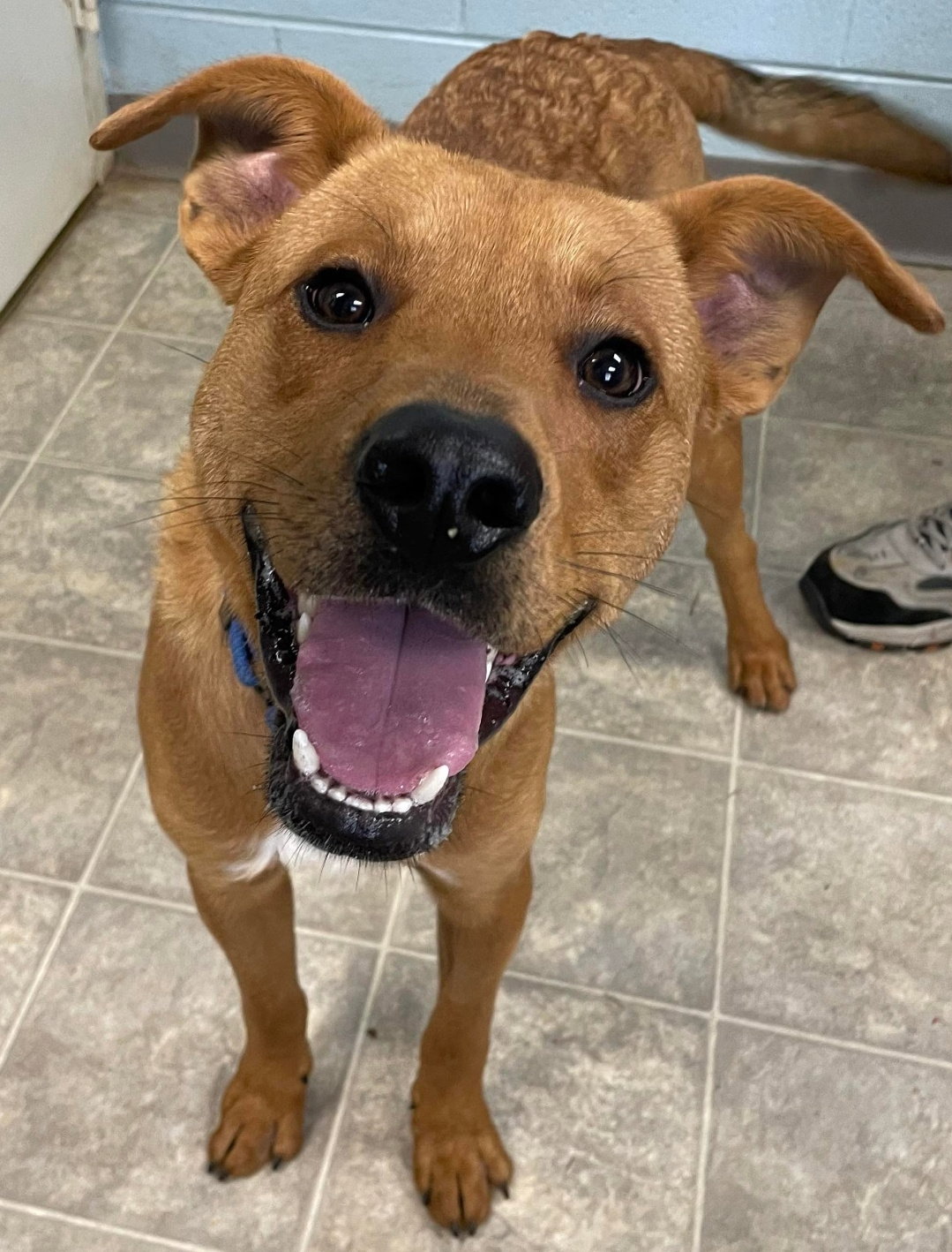 Dog adoption in Rustburg, VA 24588 Chesapeake Bay Retriever / Beagle