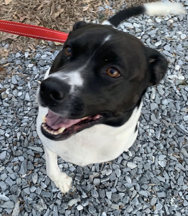 adoptable Dog in Rustburg, VA named Otis: Courtesy post; not at the shelter