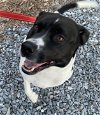 adoptable Dog in rustburg, VA named Otis: Courtesy post; not at the shelter