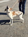 Laney: adoption pending