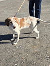 Laney: adoption pending