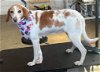 adoptable Dog in , VA named Laney: Not at shelter