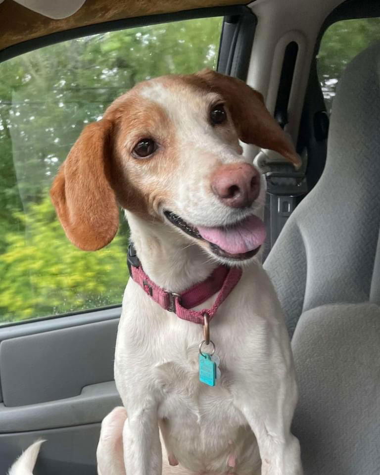 adoptable Dog in Rustburg, VA named Laney: Not at shelter (Pamela L)