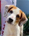 adoptable Dog in rustburg, VA named Lewis: Not At the shelter