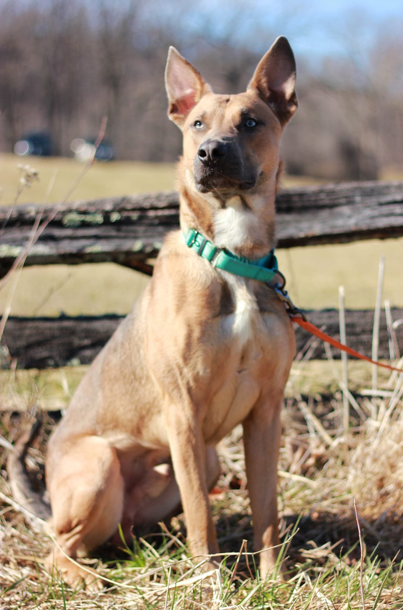 adoptable Dog in Rustburg, VA named Apollo: Not At shelter