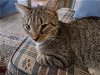 adoptable Cat in rustburg, VA named Sam Tabby: Not at the Shelter