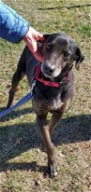 adoptable Dog in , VA named Lillie Blackstone: At the shelter