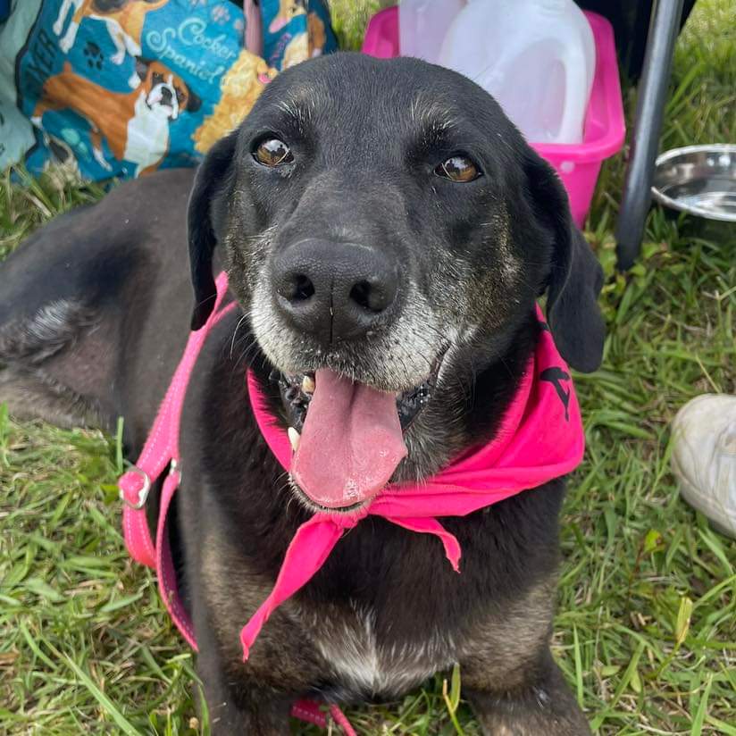 adoptable Dog in Rustburg, VA named Lillie Blackstone: Not At shelter (Kristie)