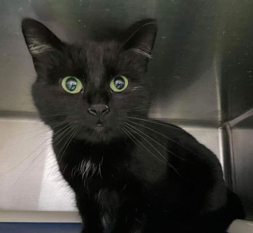 Ella: Visit At Petsmart Lynchburg