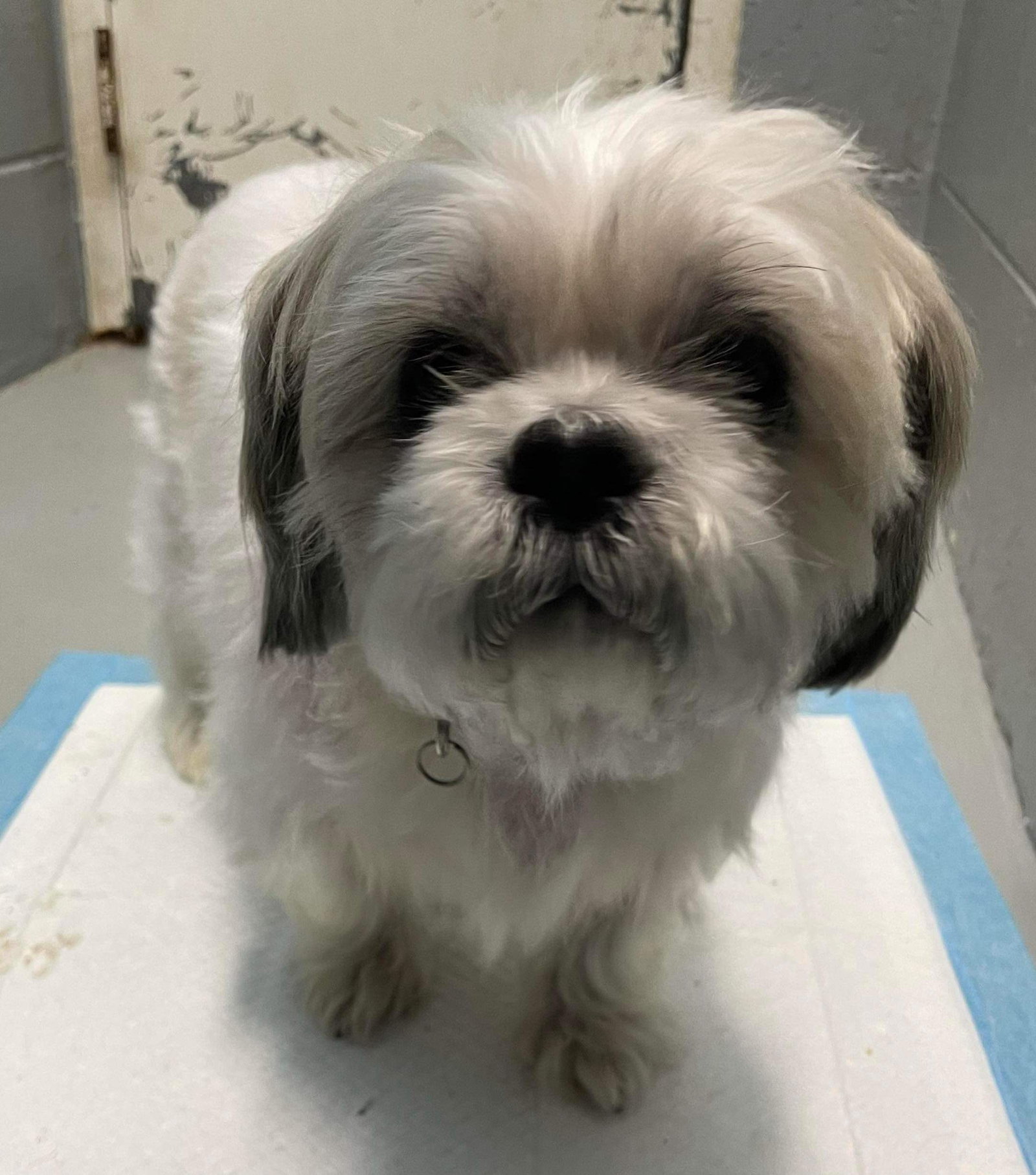 Dog adoption in Rustburg, VA 24588 Shih Tzu (long coat) Dog "Charley