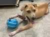 Nola: At the shelter