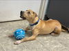 Nola: At the shelter