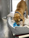 Nola: At the shelter