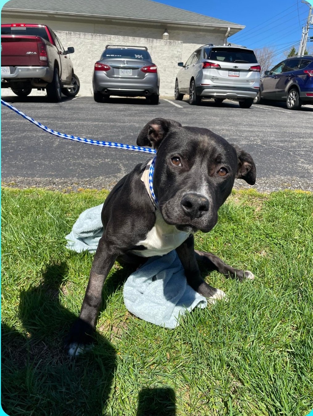 adoptable Dog in Rustburg, VA named Patrick: Not at shelter
