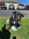 adoptable Dog in rustburg, VA named Patrick: Not at shelter