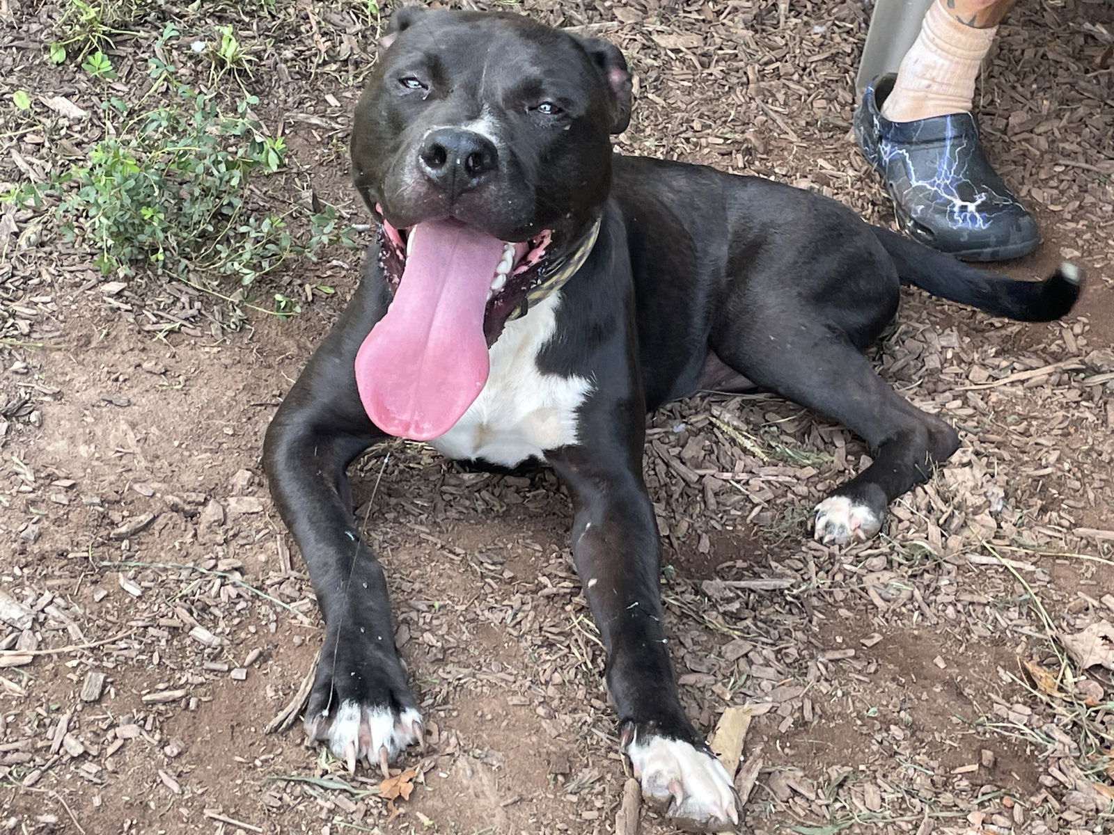 adoptable Dog in Rustburg, VA named Patrick: Not at shelter (Alan)