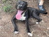 adoptable Dog in Rustburg, VA named Patrick: Not at shelter (Alan)