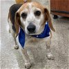 adoptable Dog in  named Baby Beagle: Not at the shelter