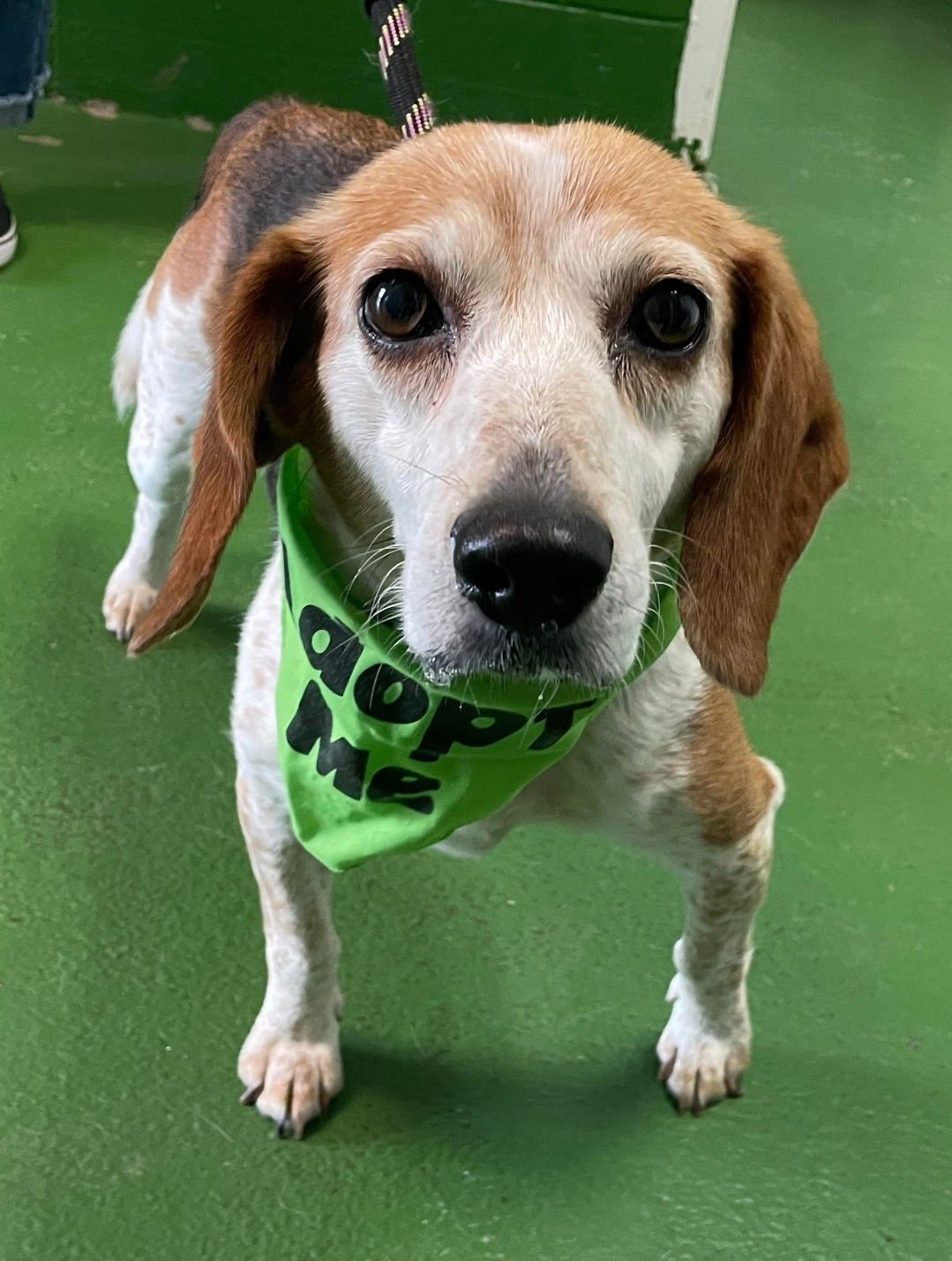 adoptable Dog in Rustburg, VA named Baby Beagle: Not at the shelter