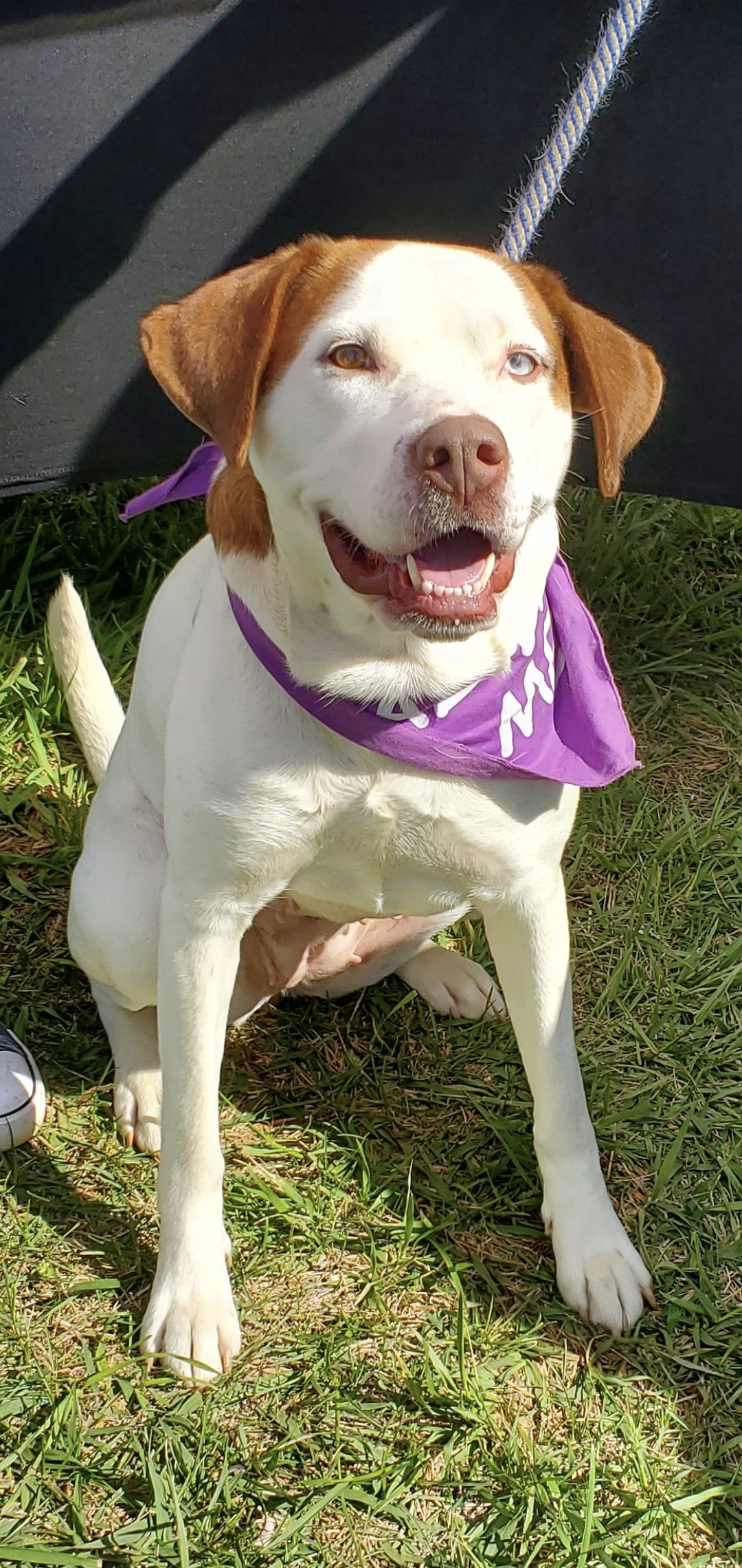 adoptable Dog in Rustburg, VA named Phoenix:  Not at shelter