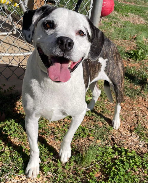 Lily Cupcake - At shelter