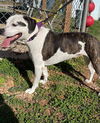 Lily Cupcake - At shelter