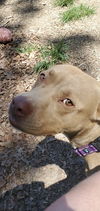 Shack aka Shaq: at the shelter
